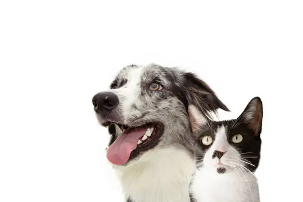 Banner pets. Side happy profile blue merle border collie and cat  looking up. Isolated on white background.