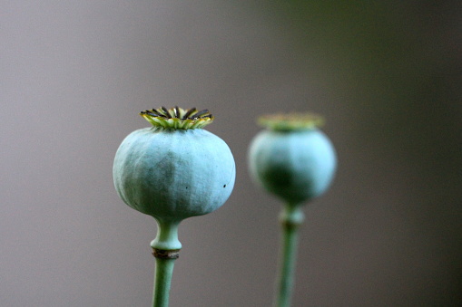 Closeup of two different sizes Opium poppy or Papaver somniferum or Breadseed poppy annual flowering plants with rounded capsule and radiating stigmatic rays on top planted in local urban garden on warm sunny spring day