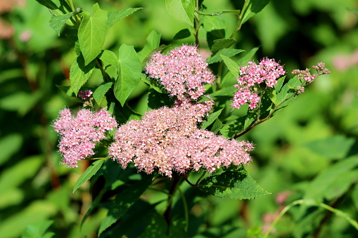 Japanese spiraea or Spiraea japonica Little princess small compact deciduous shrub plant with bunches of fully open blooming pale pink flowers and dense soft green foliage planted in local urban garden on warm sunny spring day