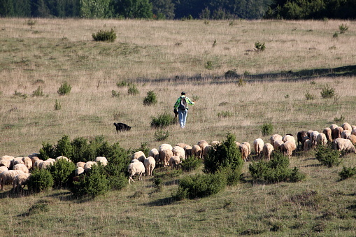 Man with black dog walking in front of flock of sheep on side of small hill covered with uncut grass and small forest vegetation on warm sunny summer day