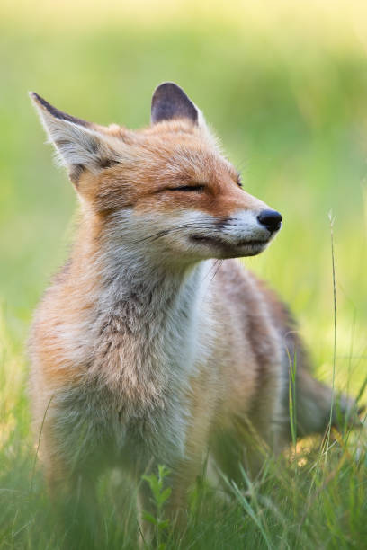 istock Cheerful red fox sniffing with snout up and eyes closed enjoying summer day 1170135599