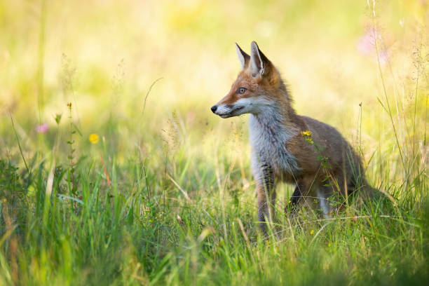 istock Red fox looking aside in summer on green meadow with copy space. 1170135665