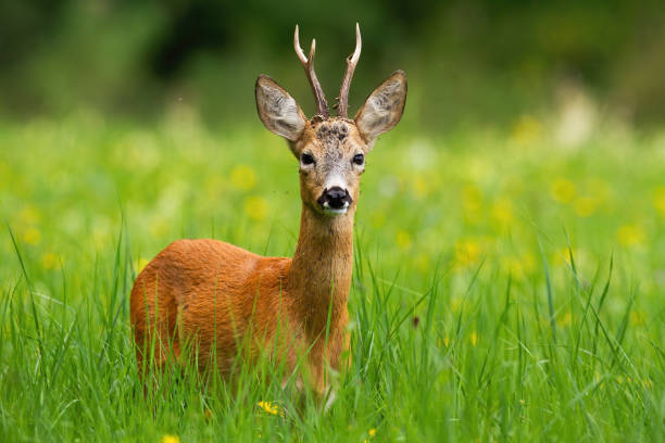 istock Roe deer buck with antlers facing camera standing in fresh green grass in summer 1170136927