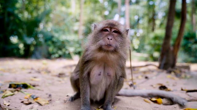 1,889 Monkey Eyes Stock Videos and Royalty-Free Footage - iStock | Animal  eyes, Owl eyes, Monkey face
