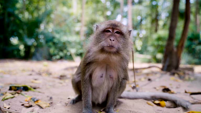 1,889 Monkey Eyes Stock Videos and Royalty-Free Footage - iStock | Animal eyes, Owl eyes, Monkey face 1,889 Monkey Eyes Stock Videos and Royalty-Free Footage - iStock | Animal eyes, Owl eyes, Monkey face