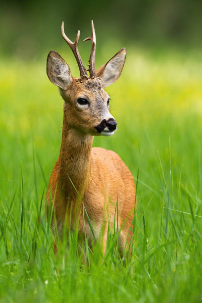 istock Innocent roe deer buck standing in fresh green grass in summer 1170137246