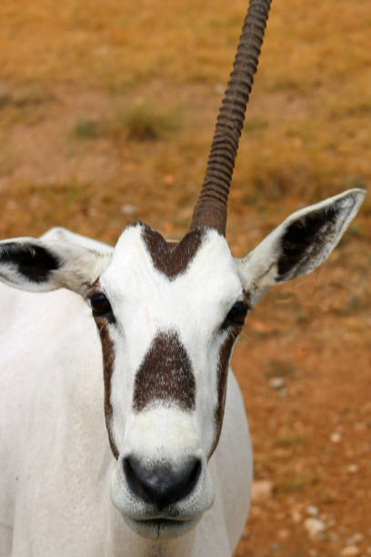 istock One horned arabian onyx antelope with long straight horn 1170137263