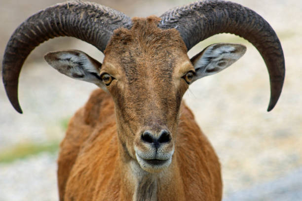 istock Aoudad male ram sheep close up 1170137273
