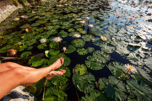 istock beautiful lotus flower on the water 1170138313