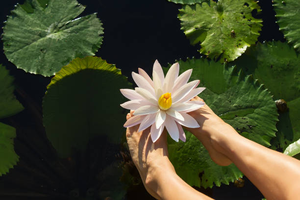 istock beautiful lotus flower on the water 1170138320