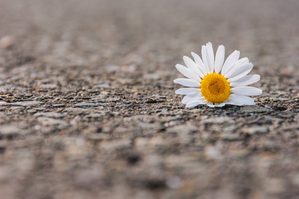 istock Single isolated flower lying on cracked ground 1170138587