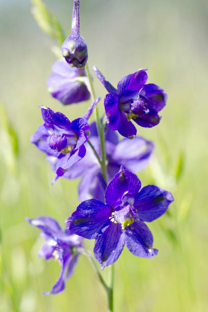 larkspur, Delphinium patens