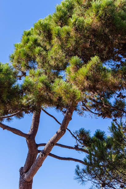 istock umbrella pines on the beach in Corsica 1170138724