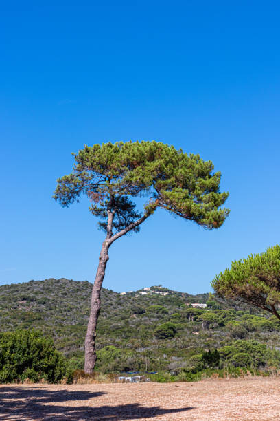 istock umbrella pines on the beach in Corsica 1170138735