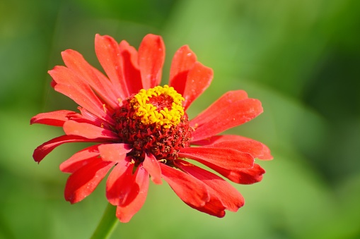 Big red flower of zinnia in the garden. Background for greeting card.