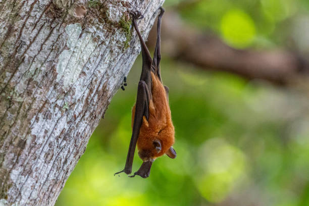 istock Madagascar, Nosy Be,  Lokobe Nature Special Reserve 1170139915