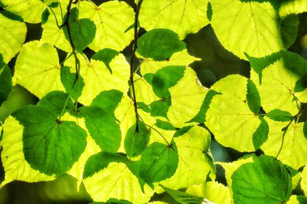 istock Green leaves of linden tree. Background with a soft focus. 1170140713