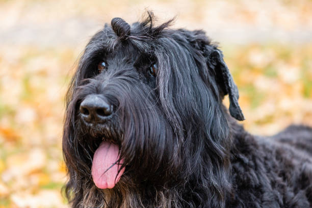 istock Head of black terrier, yellow foliage background. 1170141891