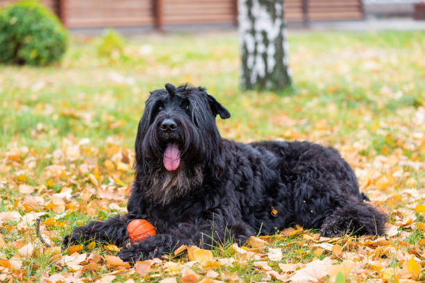 istock One black terrier lies on yellow foliage 1170141908