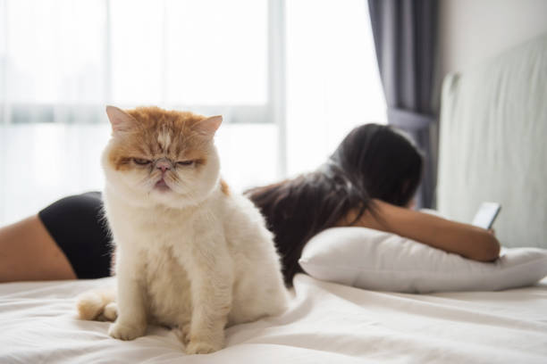 chat exotique à poil court sur le lit avec le propriétaire - body concious photos et images de collection