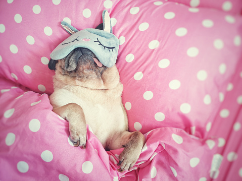 Lindo pug perro dormir descanso con máscara divertida en la cama, envolver con manta y lengua que sobresale en el tiempo perezoso. photo