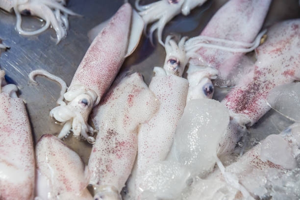 istock Splendid Squid (Loligo duvauceli), fresh seafood market 1170142228