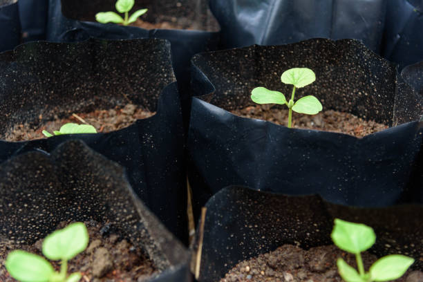 Plant The Sapling in Crop bags