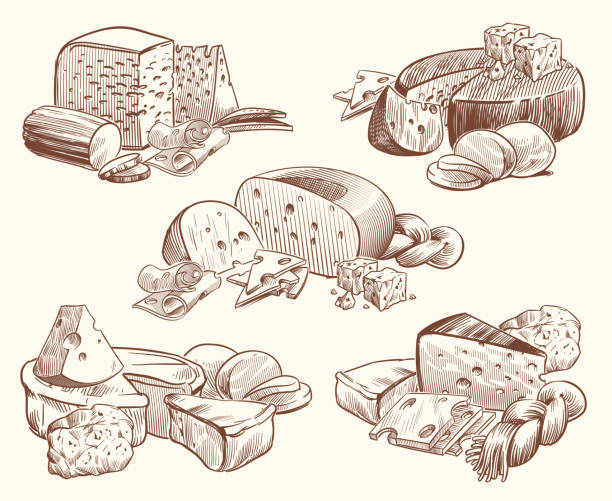 stockillustraties, clipart, cartoons en iconen met schets kaas. kunst composities met kazen. smakelijke brie, feta en parmezaanse plakjes gastronomische voorgerecht. doodle schets vintage vector set - kaas