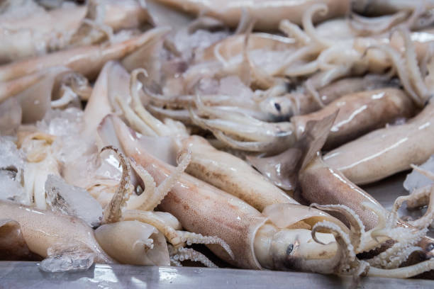 Splendid Squid (Loligo duvauceli), fresh seafood market