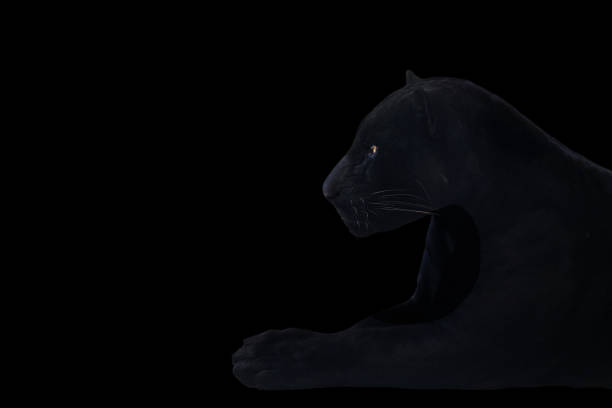 istock black panther shot close up with black background 1170143452