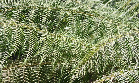 A full frame close-up look into an area with dense ferns