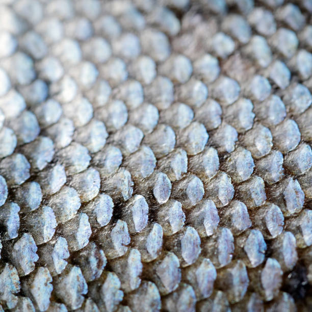 istock Extreme Close-up of Coho Salmon Scale 1170143512