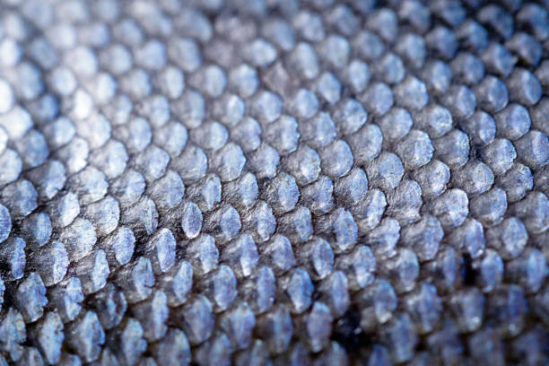 istock Extreme Close-up of Coho Salmon Scale 1170145546