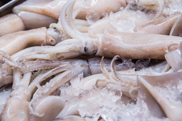 istock Splendid Squid (Loligo duvauceli), fresh seafood market 1170145865