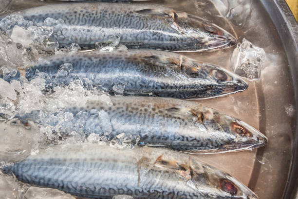 istock raw mackerel fish on ice in Thailand market 1170146738