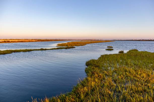 istock Bolsa Chica wetlands and Ecological Reserve 1170146766