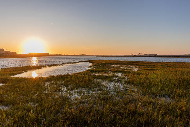 bolsa chica wetlands e reserva ecológica - swamp moody sky marsh standing water - fotografias e filmes do acervo