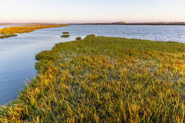 istock Bolsa Chica wetlands and Ecological Reserve 1170146800