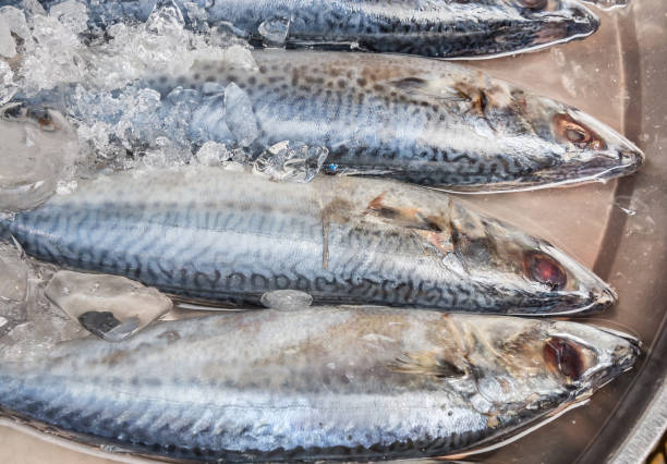 istock raw mackerel fish on ice in Thailand market 1170148662