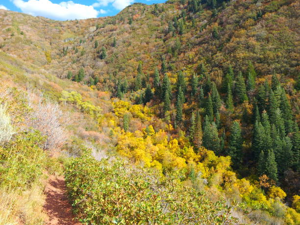 istock Early Autumn at Millcreek Canyon, Utah 1170148761