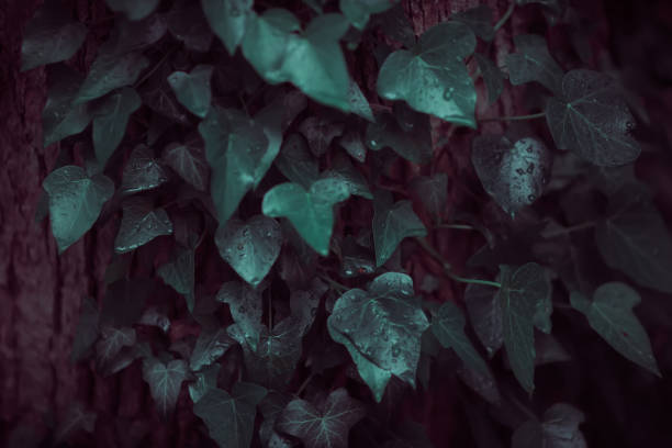 Leaf, Plant, Light - Natural Phenomenon, Shadow