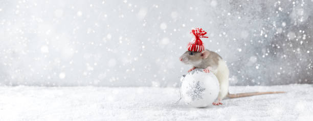 istock Rat in winter hat holding glass ball decoration 1170149871