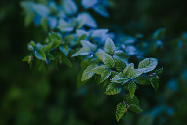istock Blue and green branch background 1170151311