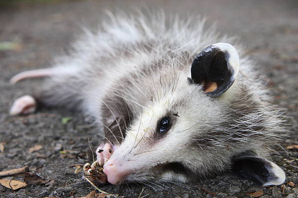 포섬 플레이 방전됨 추한 개척시대의 짐승 행동론 - common opossum 뉴스 사진 이미지