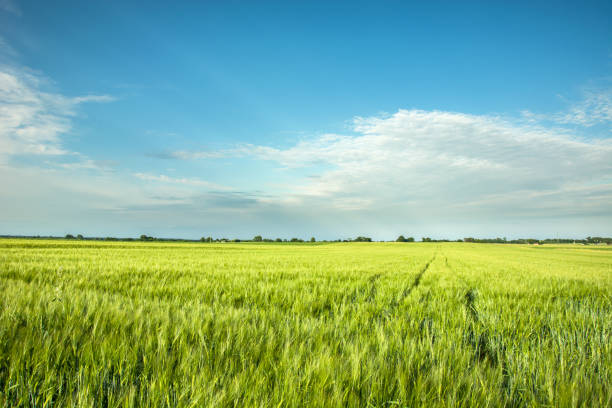 istock Green barley field, horizon and white clouds on sky 1170153175