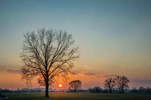 istock Large oak tree and beautiful sunset 1170153212