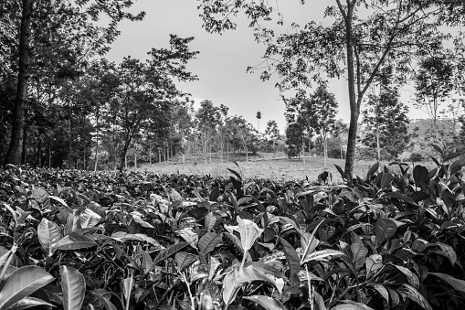Sunset view of a tea (Camellia sinensis) plantation, Rweteera, Fort Portal, Uganda, Africa