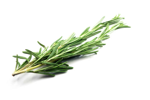 istock Rosemary insulated on a white background 1170154004
