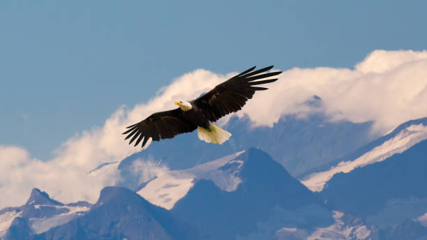 Bald eagle flying and gliding slowly and majestic Bald eagle flying and gliding slowly and majestic on the sky over high mountains. Concept of wildlife and pure nature. vulture photos stock pictures, royalty-free photos & images