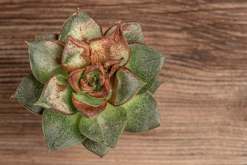 Dried succulent cactus on a wooden table with copy space